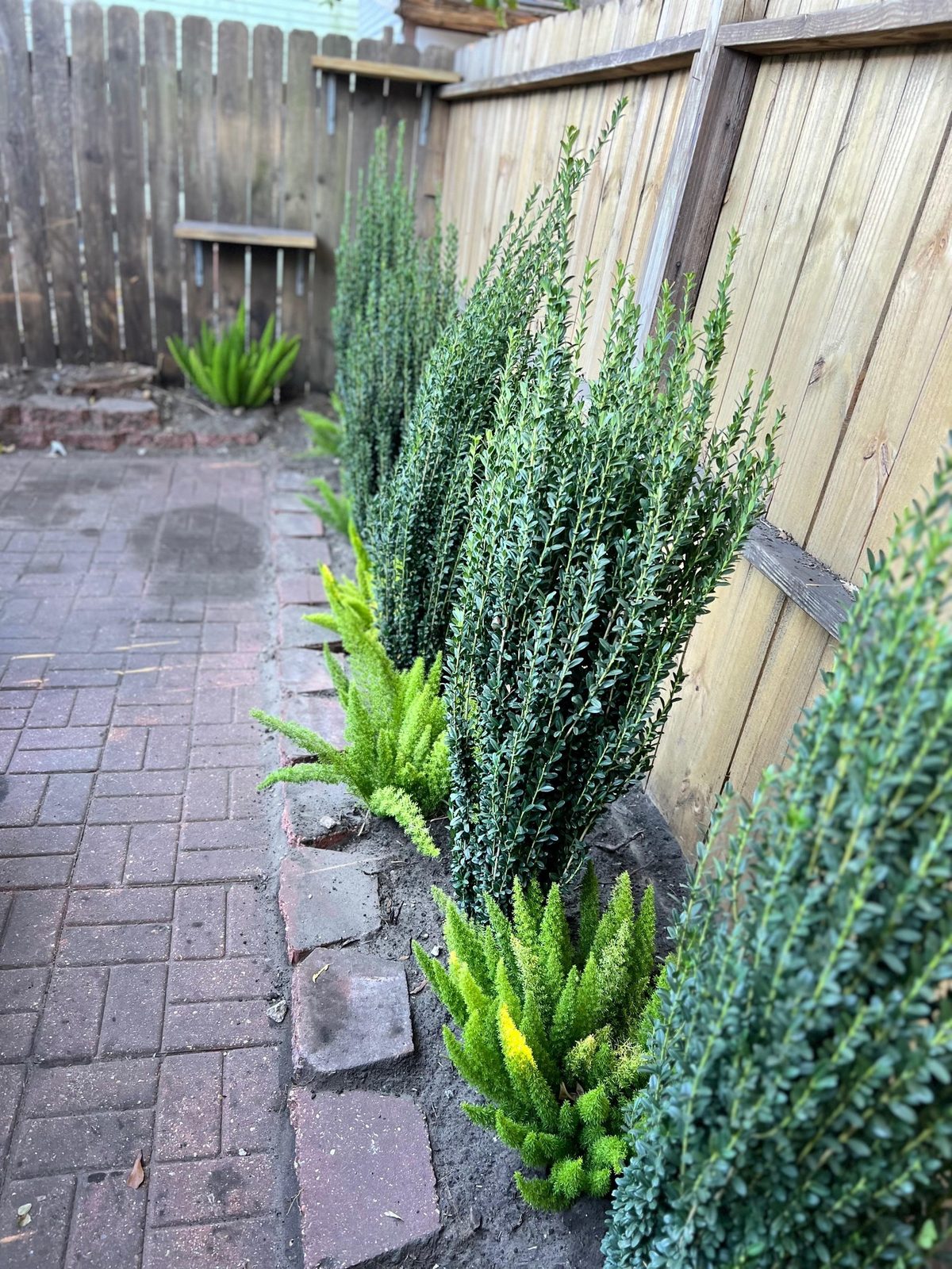 A brick-paved courtyard along a wooden fence, with tall columnar shrubs behind bright foxtail ferns, edged with old brick.